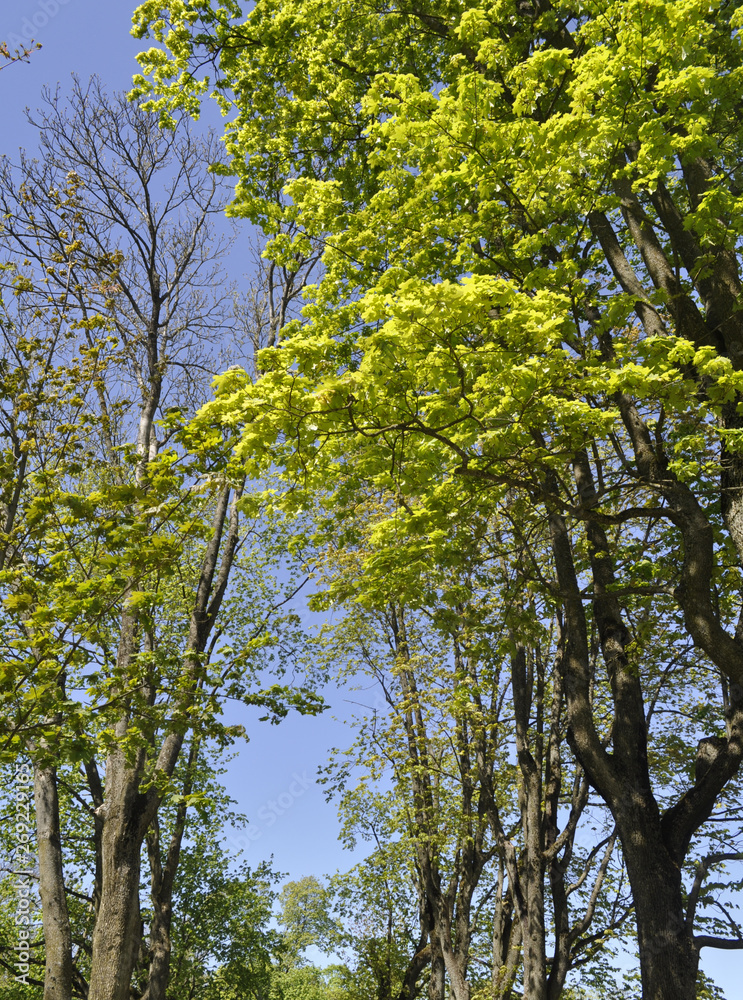 Obraz premium Trees