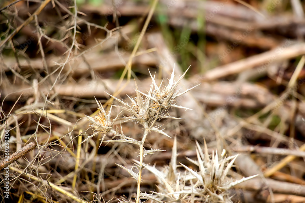 Dry thorny plants Dry thorny plants