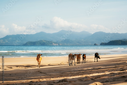 Brown cows stand on sand of Long Beach in San Vincente against sea, Palawan, Philippines