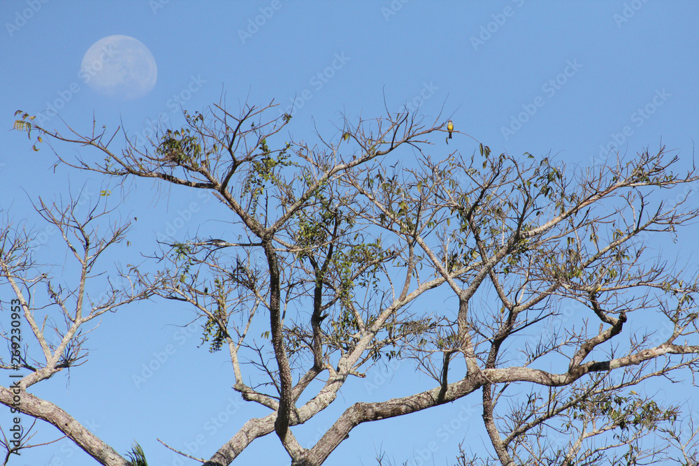 Obraz premium Céu e lua