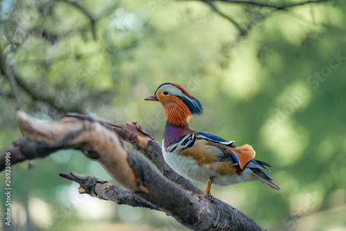 Mandarin duck on a branch