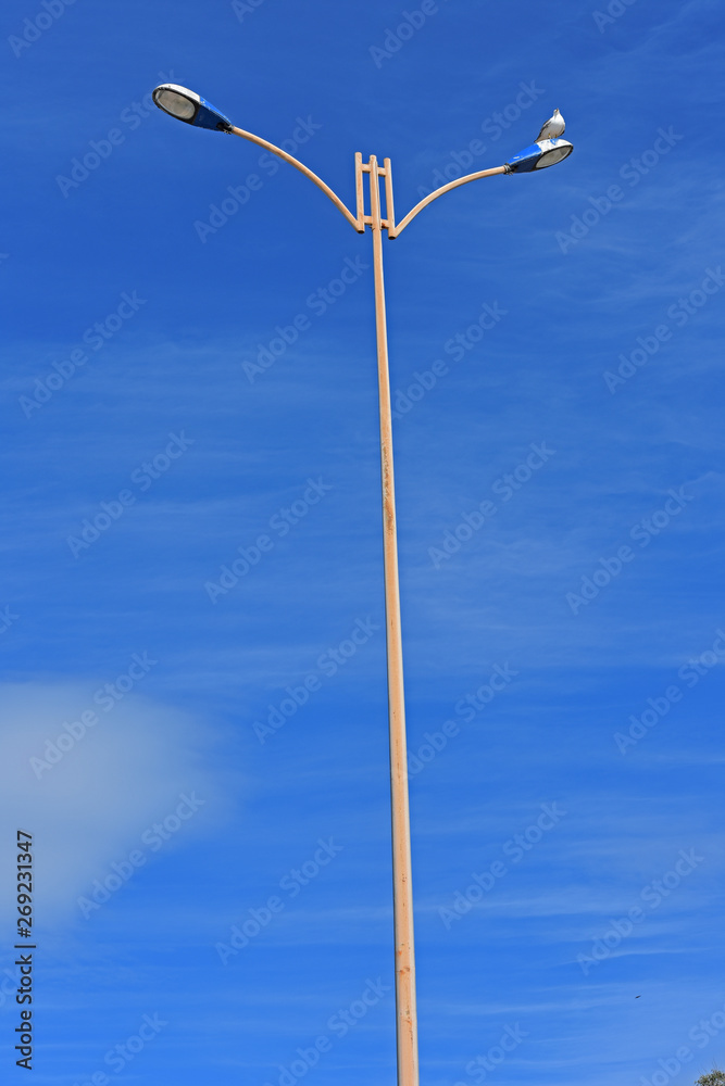 Seagull resting on a lamppost before continuing his travel Seagull resting on a lamppost before continuing his travel