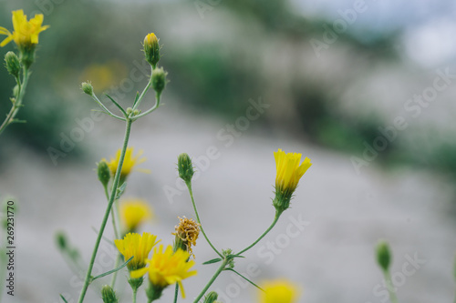 yellow flowers on a meadow, beautiful floral background