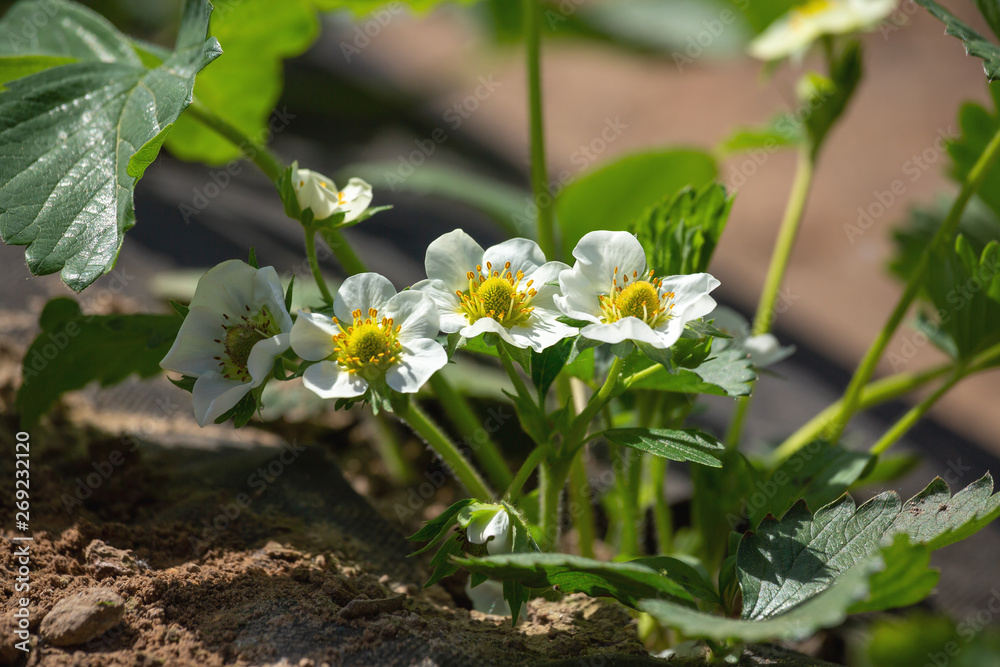 Beautiful flowers of large-fruited strawberry. Close-up of gorgeous strawberry garden flowers with dark leaves. Bloomed Bush of large-fruited repairing strawberries on a green background of nature. Beautiful flowers of large-fruited strawberry. Close-up of gorgeous strawberry garden flowers with dark leaves. Bloomed Bush of large-fruited repairing strawberries on a green background of nature.