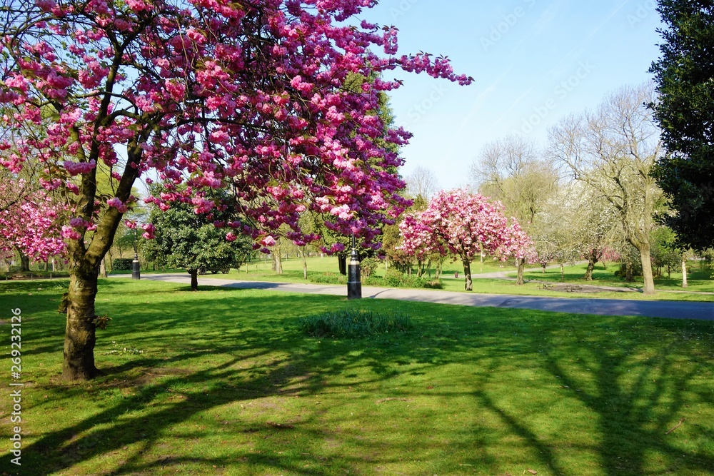 A Spring landscape in the park.