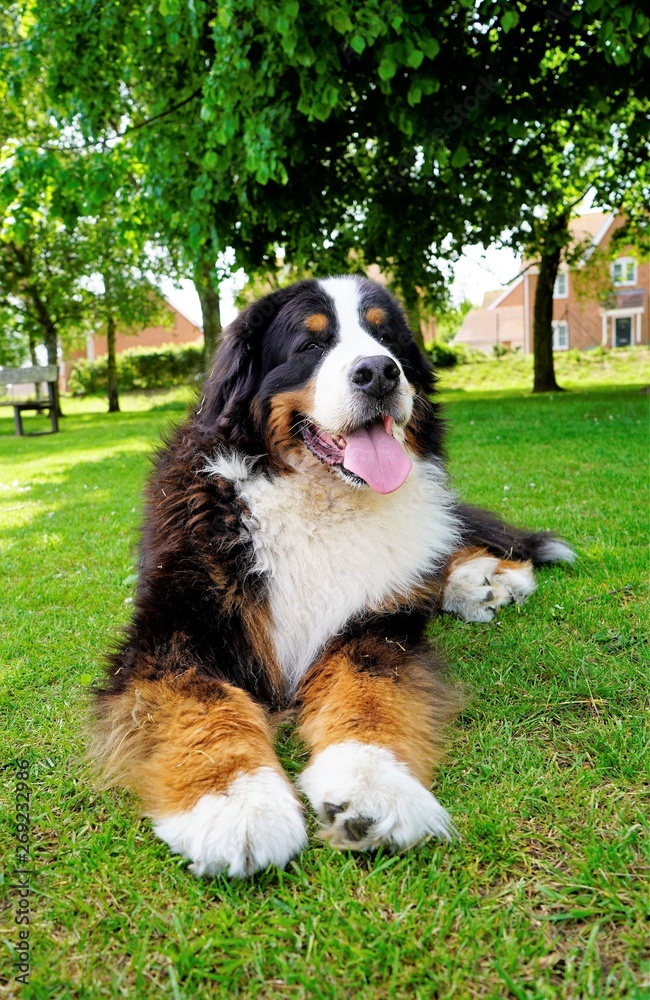 Large and fluffy Dog with huge paws lying on the green grass in the park in summer Large and fluffy Dog with huge paws lying on the green grass in the park in summer