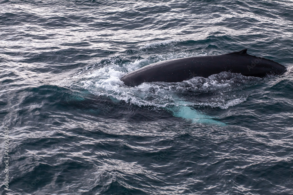 Baleine à bosse vue d'un bateau en Islande