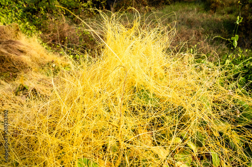 Background pattern of yellow dodder which is edible herbal plant growing abundantly on the ground.  photo