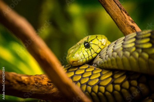 Green Mamba photo