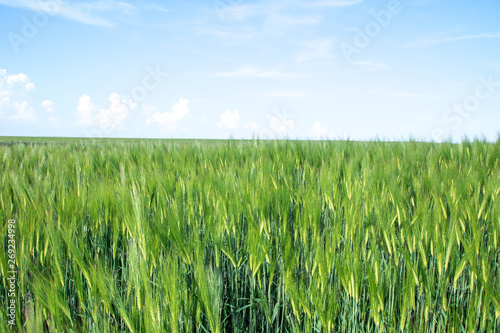 green field of young wheat sprouts  to the horrizon