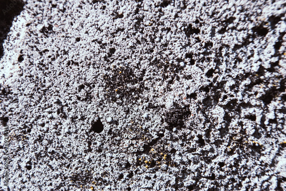 Obraz premium Concrete floor texture