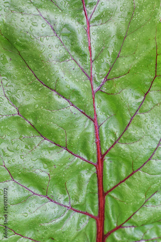 Texture of green fresh leaf of beet