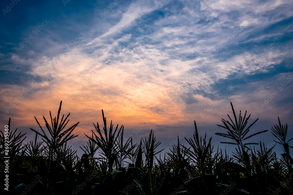 Silhouette of corn field in bloom against blue cloudy sky with orange light during sunset.