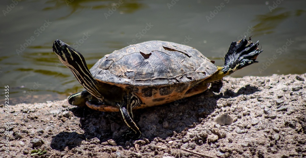 Fototapeta premium Drying Out