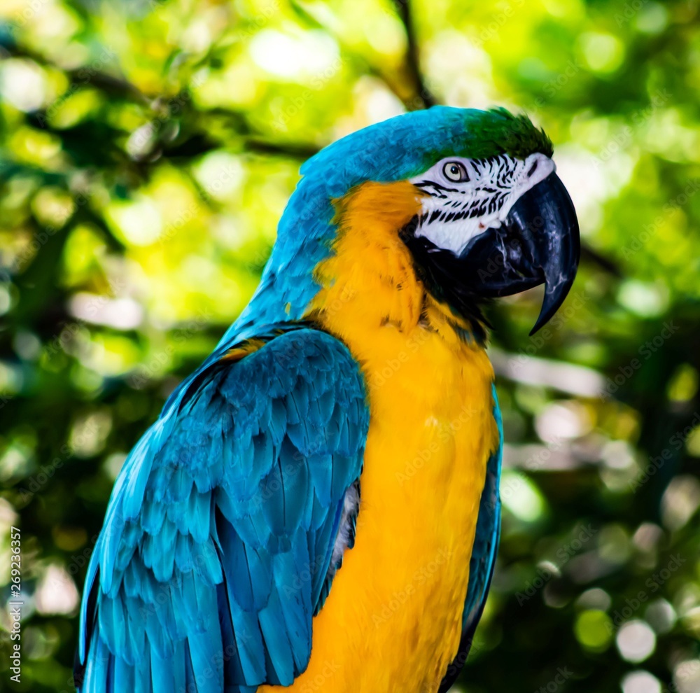 Obraz premium Pretty Bird