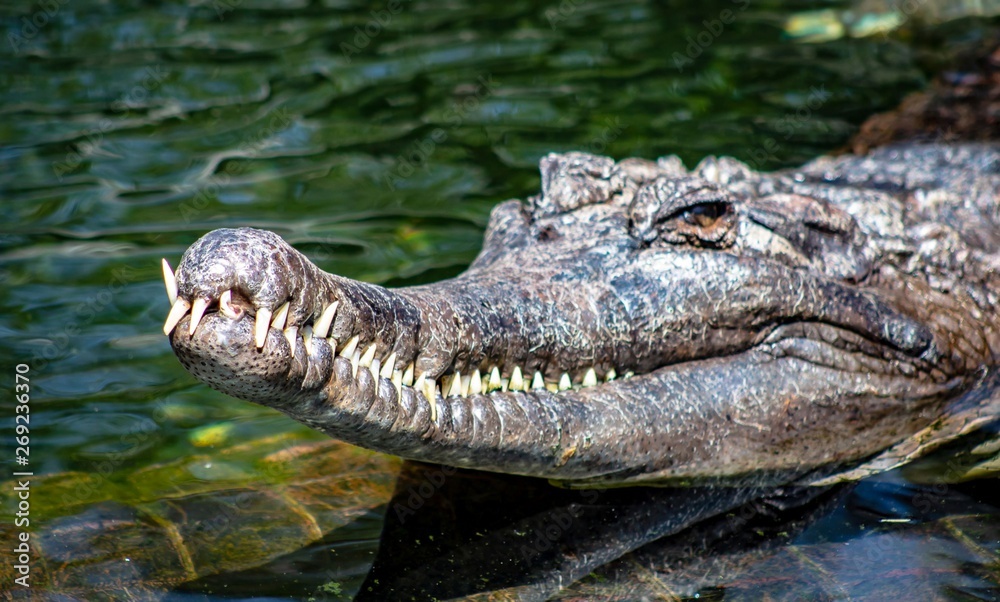 Obraz premium Hungry Croc