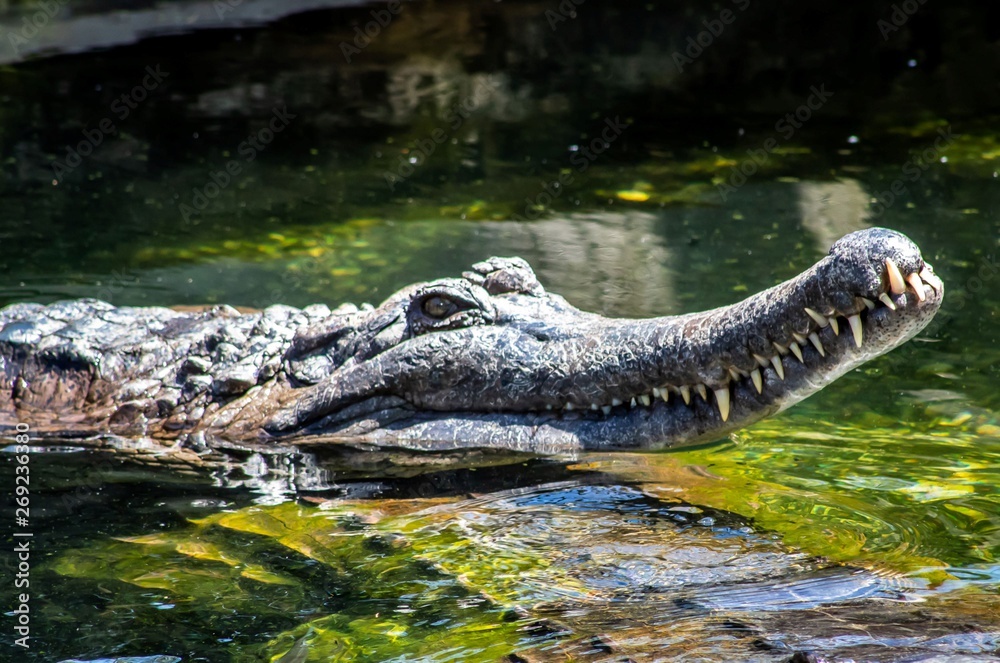 Hungry Croc Hungry Croc