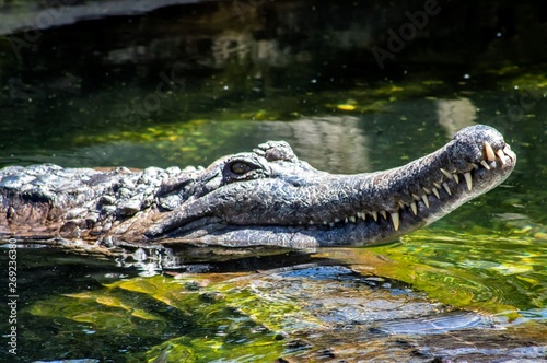 Hungry Croc