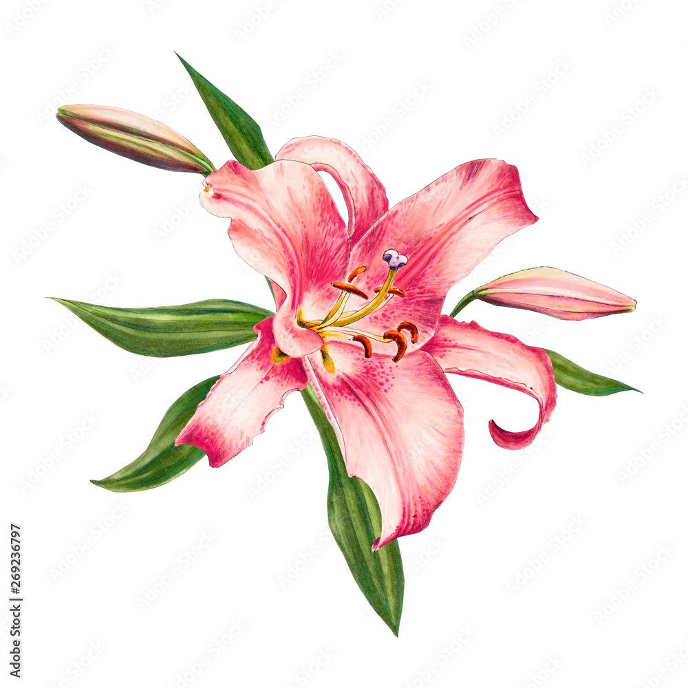 Beautiful pink lily. Bouquet of flowers. Floral print. Marker drawing. Watercolor painting. Wedding and birthday festive composition. Greeting card. Flower painted background. Hand drawn illustration. Beautiful pink lily. Bouquet of flowers. Floral print. Marker drawing. Watercolor painting. Wedding and birthday festive composition. Greeting card. Flower painted background. Hand drawn illustration.