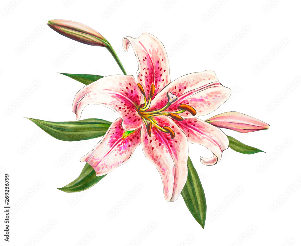 Beautiful pink lily. Bouquet of flowers. Floral print. Marker drawing. Watercolor painting. Wedding and birthday festive composition. Greeting card. Flower painted background. Hand drawn illustration.