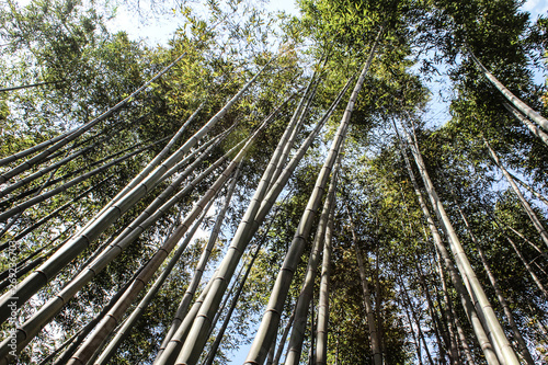 Japanese forest