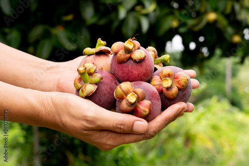 There are two hand of the planter holding the Mangosteen fruit in hand.