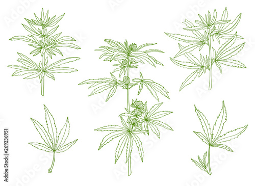 Decorative set of green branch of big hemp and leaves