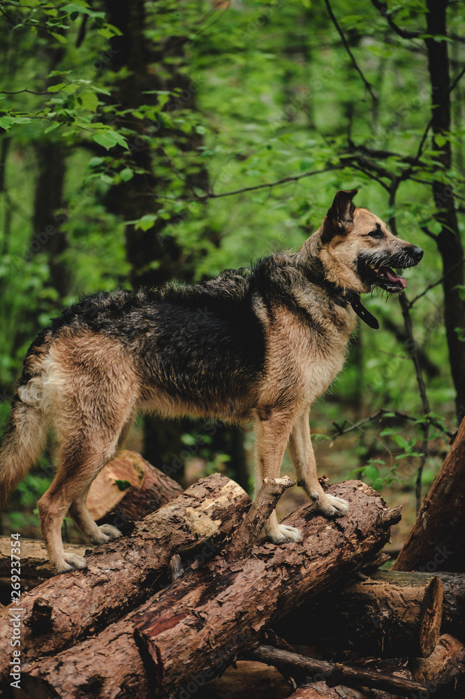 Fototapeta premium macro photography forest and dog background