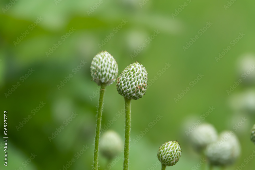 Cutleaf Anemone Fruits in Springtime Cutleaf Anemone Fruits in Springtime