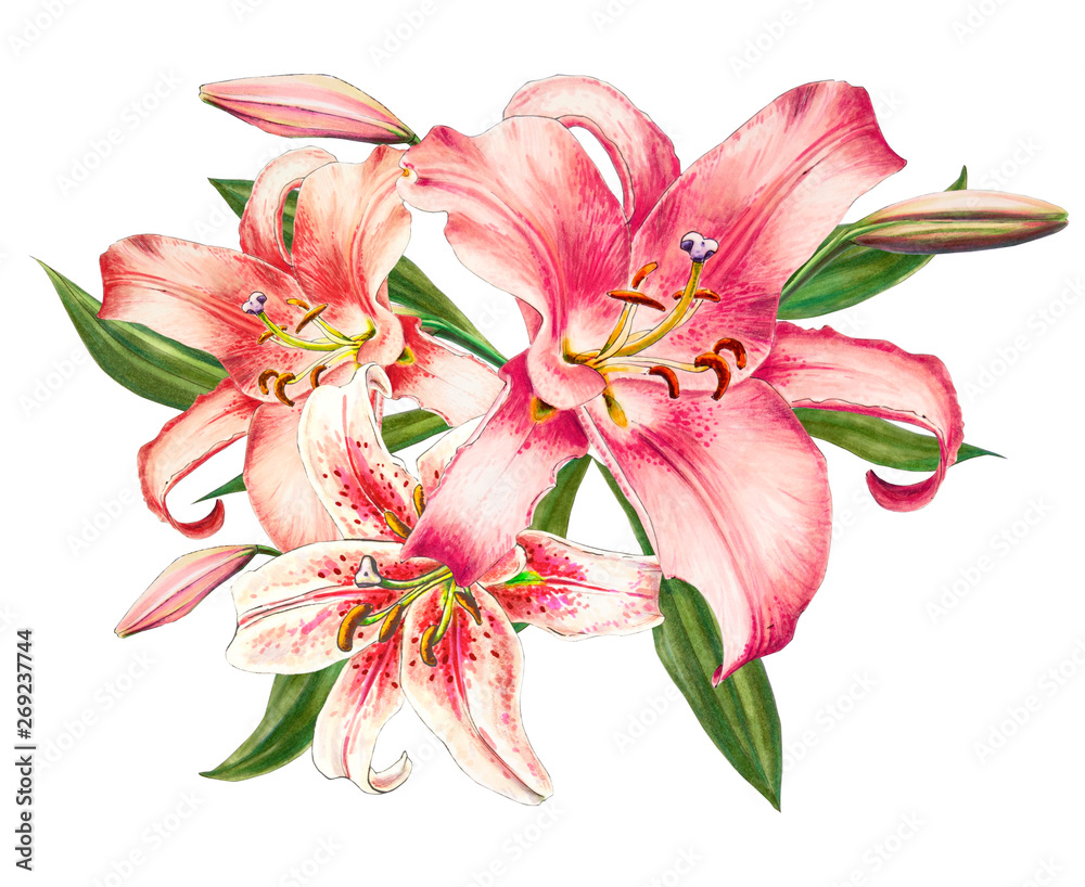 Naklejka premium Beautiful pink lily. Bouquet of flowers. Floral print. Marker drawing. Watercolor painting. Wedding and birthday festive composition. Greeting card. Flower painted background. Hand drawn illustration.