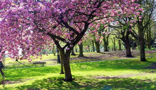 cherry blossom tree in the park