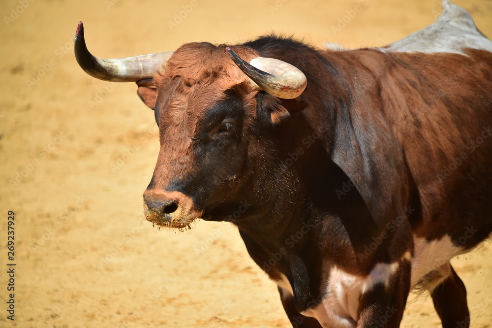 spanish bull running in bullring spanish bull running in bullring
