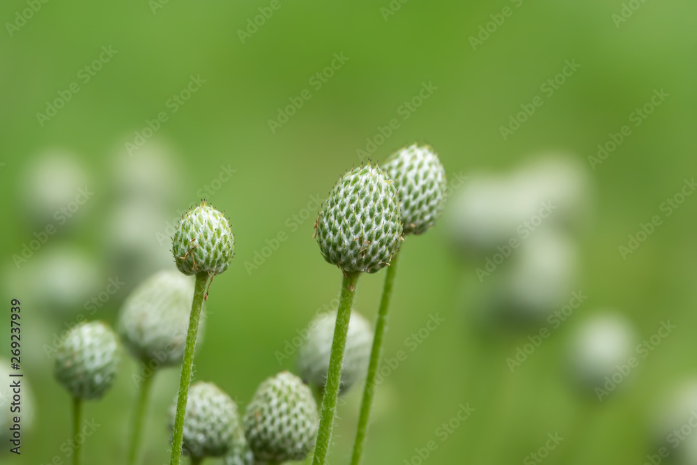 Cutleaf Anemone Fruits in Springtime Cutleaf Anemone Fruits in Springtime