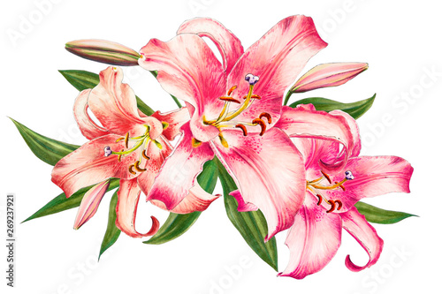Fototapeta Naklejka Na Ścianę i Meble -  Beautiful pink lily. Bouquet of flowers. Floral print. Marker drawing. Watercolor painting. Wedding and birthday festive composition. Greeting card. Flower painted background. Hand drawn illustration.