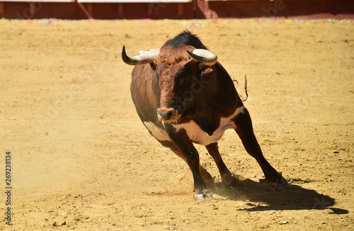 spanish bull running in bullring