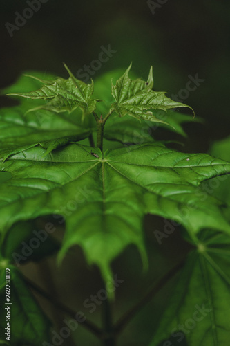 macro photography forest plants background