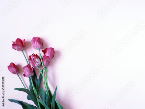 Fototapeta Naklejka Na Ścianę i Meble -  Tulips on pink background