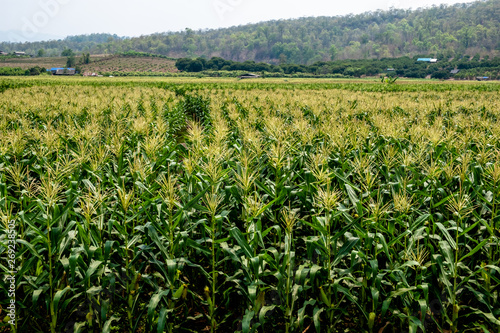 Landscape of corn field in bloom in the countryside of Chiang Mai, Thailand.
