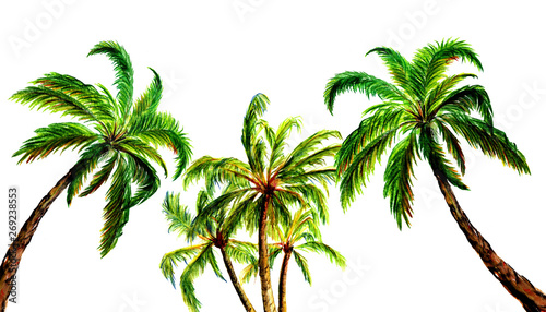Palm trees. set of palm trees summer tropical concept isolated on white background. Watercolor  hand drawn illustration