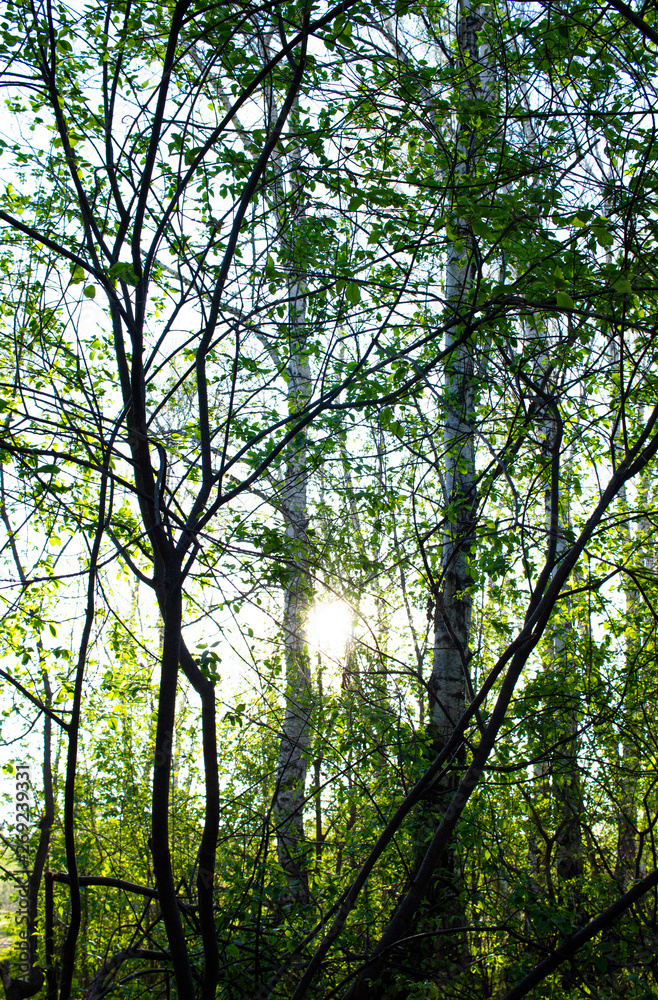 Fototapeta premium tree in the forest