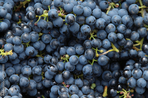 Harvest technical blue grapes for wine production