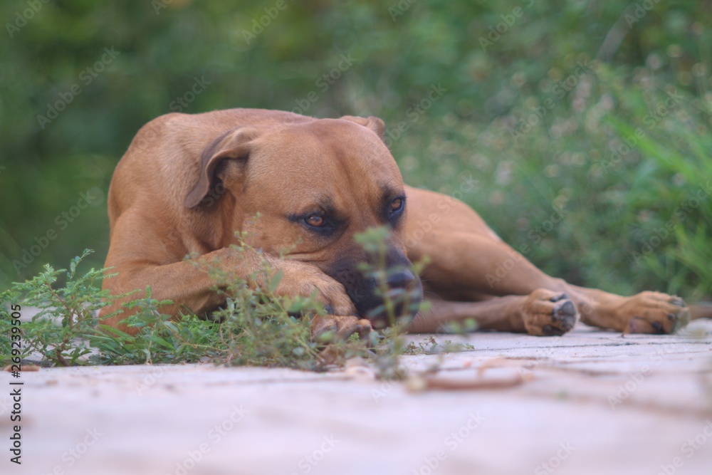 Portrait of pit bull - boerboel - german shepherd mixed breed dog against green blurred background, Luanda