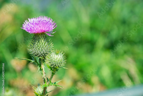 close up purple milk thistle flower against green blur background, space for text