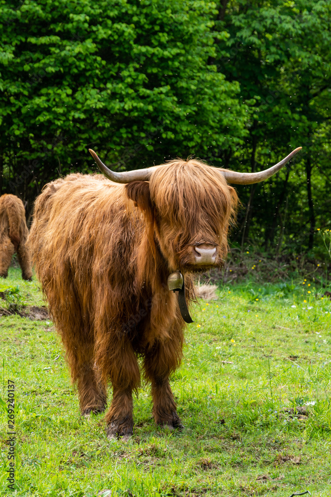 bufalo bufalo