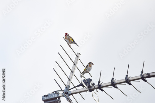bird on aerial