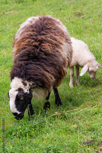 Photography montone con agnello