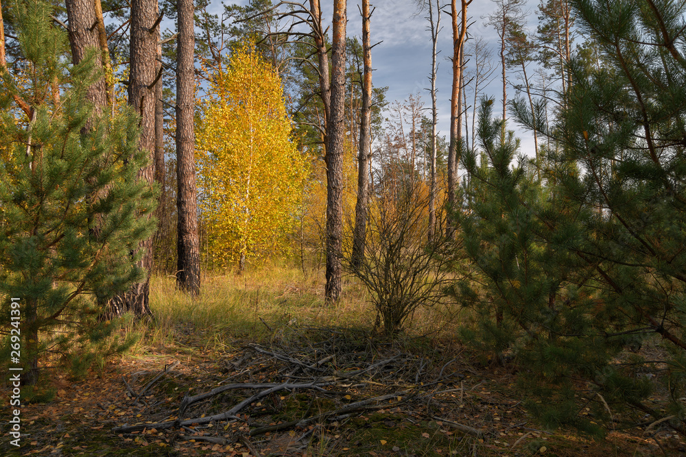 Fototapeta premium Birch in a pine forest in autumn