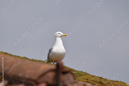 seagull on roof