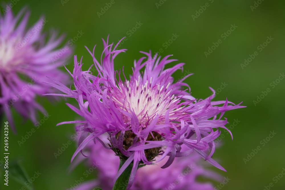 Persian Cornflowers in Bloom in Springtime Persian Cornflowers in Bloom in Springtime