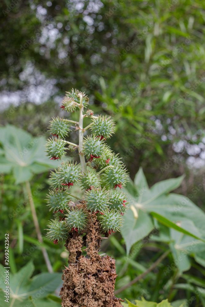 Ricinus communis, commonly known as castor oil plant. Medical seeds. Green plant